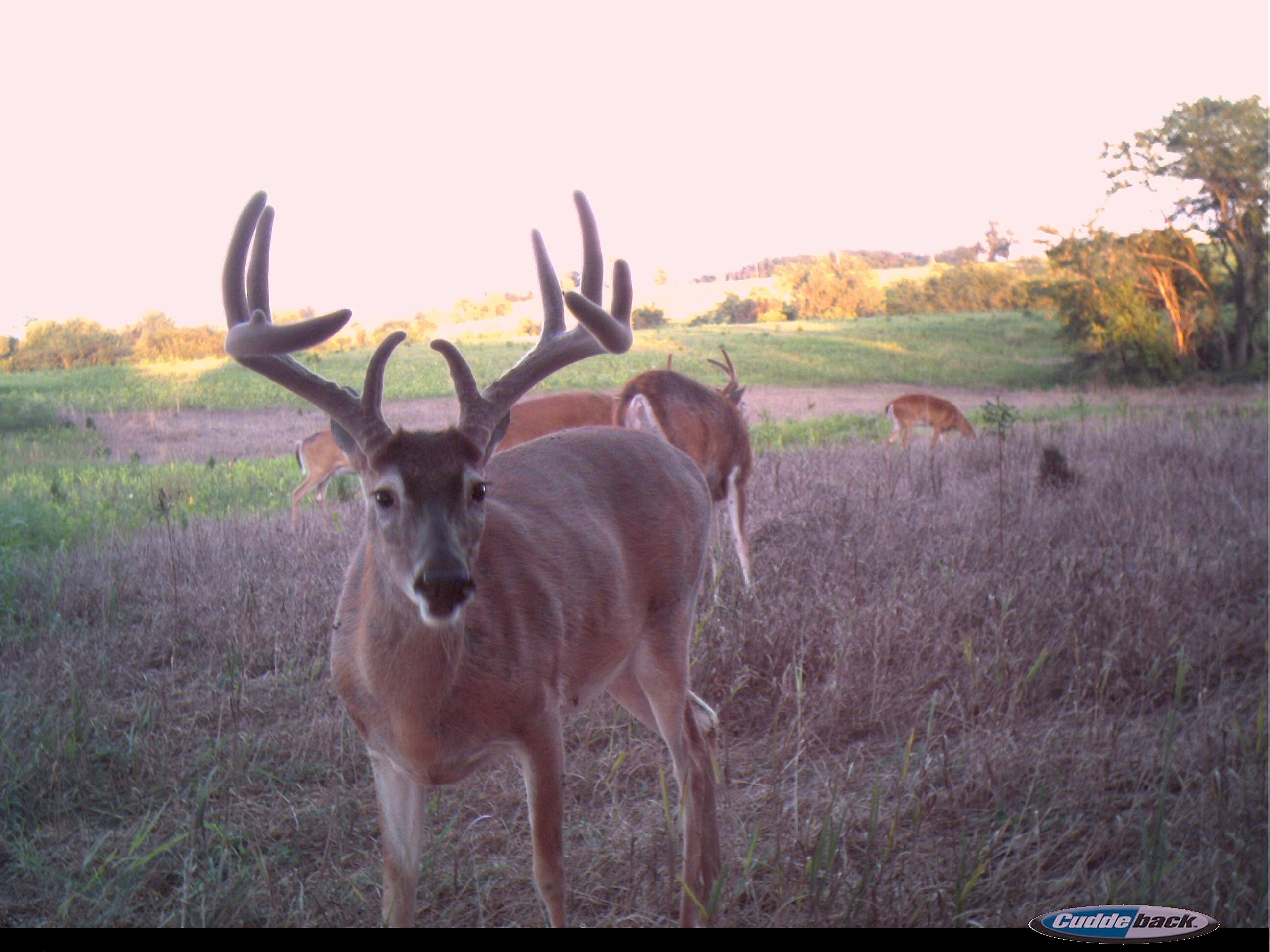 Early Season Trail Cam Photo